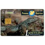 The Phonecard Shop: Spain, Fauna Iberica, Lagartija de las pitiusas (Podarcis pityusensis), 1000 pta The Phonecard Shop: Spain, Fauna Iberica, Lagartija de las pitiusas (Podarcis pityusensis), 1000 pta
