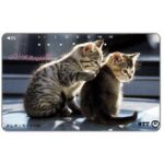 The Phonecard Shop: Japan, Two grey kittens, 105 units