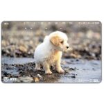 The Phonecard Shop: Japan, Puppy on the river, 105 units