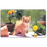 The Phonecard Shop: Japan, Kitten and flowers, 105 units The Phonecard Shop: Japan, Kitten and flowers, 105 units