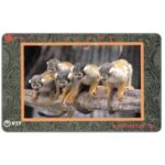 The Phonecard Shop: Japan, Monkeys, 105 units The Phonecard Shop: Japan, Monkeys, 105 units
