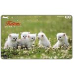 The Phonecard Shop: Japan, Five white kittens, 105 units The Phonecard Shop: Japan, Five white kittens, 105 units
