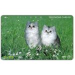 The Phonecard Shop: Japan, Two kittens in a field, 50 units The Phonecard Shop: Japan, Two kittens in a field, 50 units